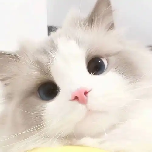 可爱头像分享10猫咪