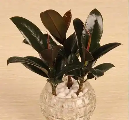 家里绿植叶子蔫了,别急着浇水,这样做才能救活