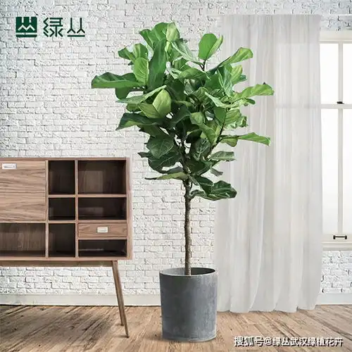 武汉绿植盆栽琴叶榕怎么过冬