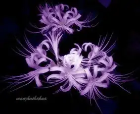 求彼岸花的分层ps格式图片