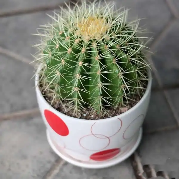 腾邦园艺图写字楼绿植租赁多少钱下城区写字楼绿植租赁