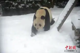 大熊猫在雪地里卖萌撒欢翻滚憨态可掬
