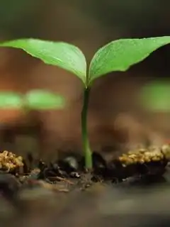 花系列及gif图片