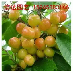 樱桃苗两年生樱桃苗子一年樱桃苗品质纯