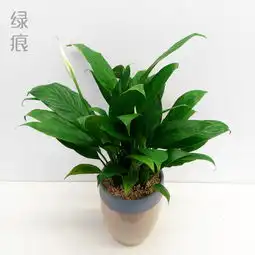 绿痕植物白掌一帆风顺盆栽吸甲醛净化堆糖,美好生活研究所