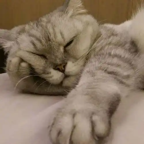 17岁的爱猫走了,萧敬腾再等爸爸一下好吗只差两个小时