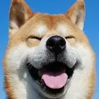 微信头像狗狗超萌超可爱微信头像图片大全