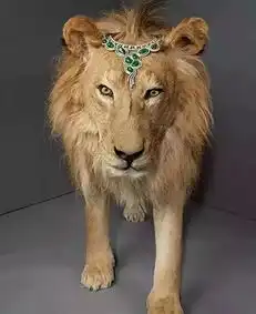 动物也戴珠宝,你见过吗