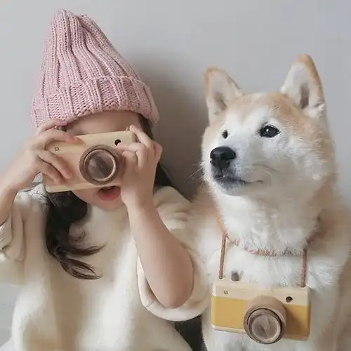 养柴犬需要注意些什么