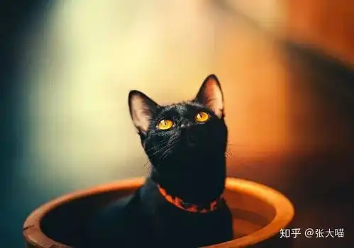 你被猫咪睡了吗猫咪爱上床睡的原因,感动无数铲屎官