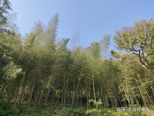 可以发一些花草树木的图片吗的图片