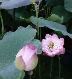 一带一路多国莲花在广州展出