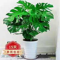 最新鲜花绿植报价及图片大全什么值得买