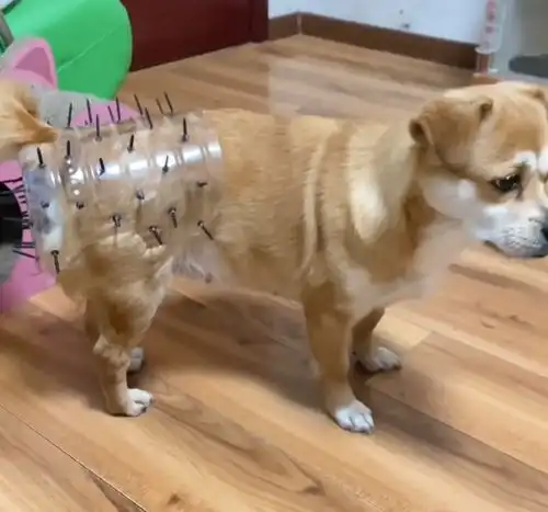 为了避免让狗狗怀孕生子,主人特地做了神器这下没问题了吧