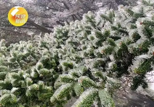 太白山今晨出现冰晶华山迎来今秋首场降雪