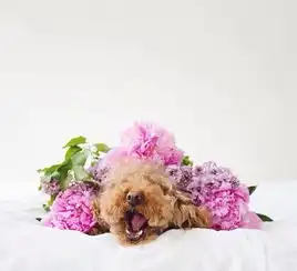 做狗呢,最重要的就是开心图片第23349张狗狗搞笑图片
