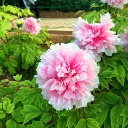 一路向南,洛阳牡丹