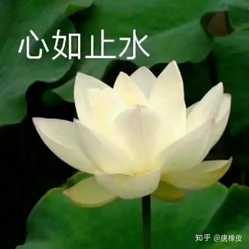 作为修仙世界的一名凡人是一种什么体验
