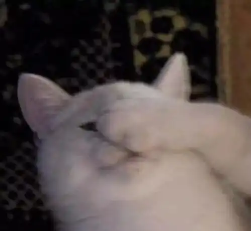 小仙女签收,16张超萌的猫咪闺蜜头像