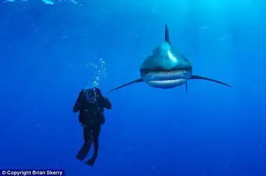 美摄影师揭秘神秘深海生物生活