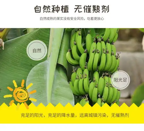 陈芸家香蕉新鲜包邮散装新鲜水果芭蕉淘宝网水果淘宝店卡通
