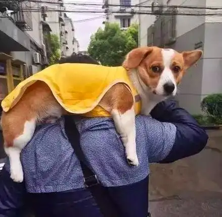 原来养狗有这些危害,不要乱入坑哦