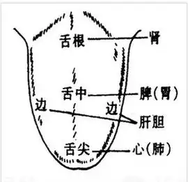舌诊图谱大全看看舌头就知道你哪儿病了你也来学学
