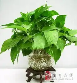 固安绿植出售租摆