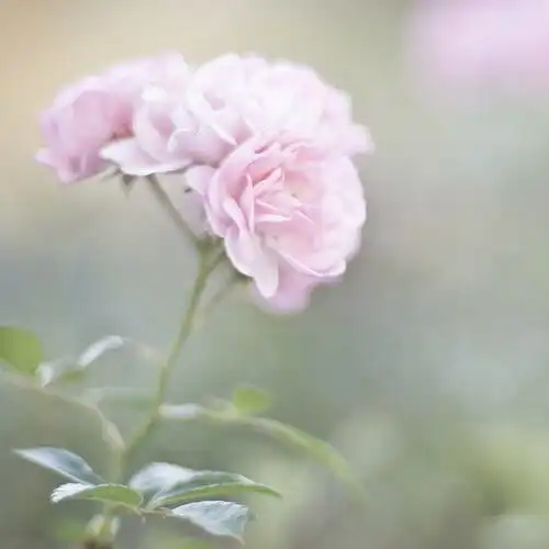 殊小沐唯美小清新安静花
