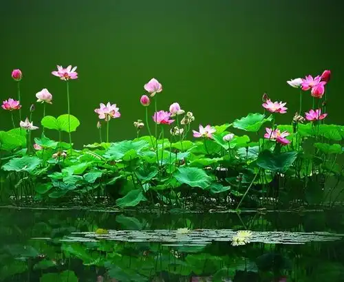 8月30日开始,4属相吉星照耀,大喜临门,添丁又发财