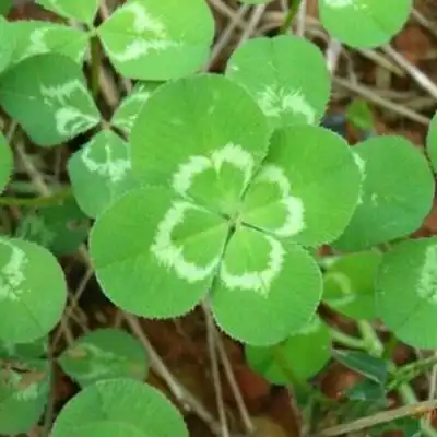 四叶草qq头像大全梦幻最美四叶草女生个性头像