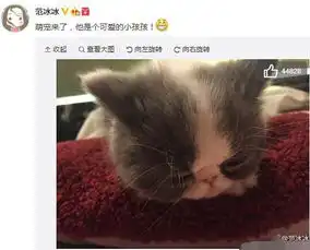 范冰冰晒宠物猫萌照网友李晨失宠了
