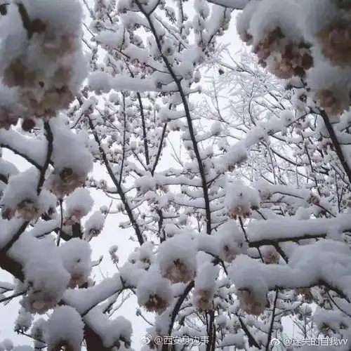 本以为要穿春装去赏花季节却看秦岭祥峪冰雪奇缘