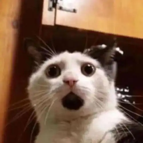 暗恋对象被自家小弟凶了,猫老大反手一巴掌怎么跟你嫂子说话呢