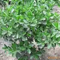 沭阳县润发花卉园艺场信息尽在农苗网第36页