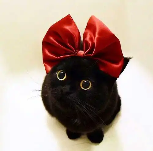 嫌黑猫不上镜不好看那是你没见到这只黑猫