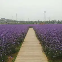 青州市卉源花卉苗木园艺场