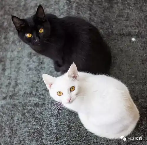 猫咪也要黑白配黑猫白猫你喜欢哪一只