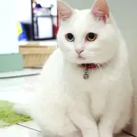 猫咪头像图片可爱小猫咪图片动作姿态好逗哦