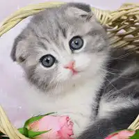 猫咪qq头像大全不同风格的猫王头像