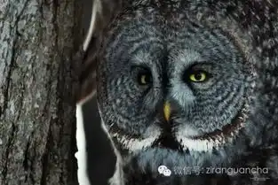 12种北美的猫头鹰,猫控珍藏版
