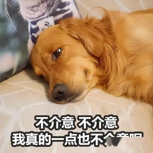 狗界的5大醋精狗,特别爱吃醋,看看有你家狗子吗