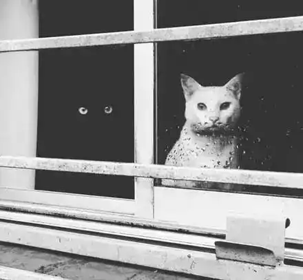 严重警告视力不好的人千万别养黑猫