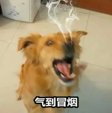 狗子在街上碰到绝育医生遛娃,气得当场骂街你是有娃了,那我呢