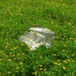花草头像图片大全真实女人的花草招财头像