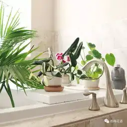 奇梅花道不一样的森呼吸,奇梅教你打造家居天然氧吧