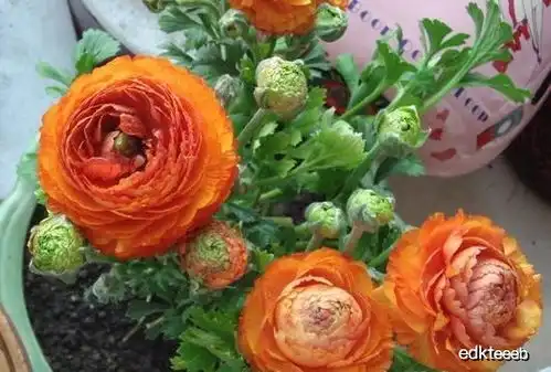 最值得入手的花,比月季牡丹还要美,花色艳丽,每人都要养一盆