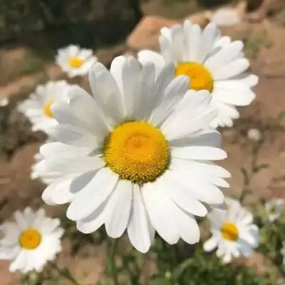 测试一个超长简介的文章