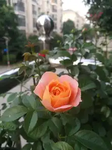 在七夕节花200元以内的礼物给女友,是否抠门