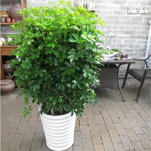 这些绿植调节室内小气候,非常适合秋冬季节养护